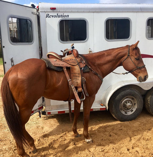 A Barrel Racer Trainer's Review