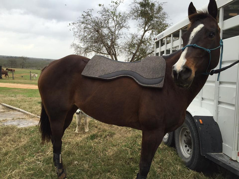 Barrel Racer