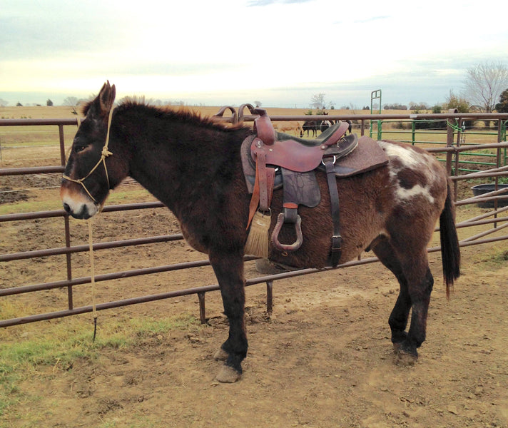 Mules using the SPH Saddle Pad