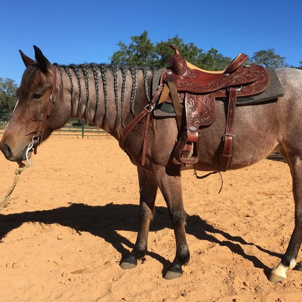 Cricket in her new SPH Performance Gear Saddle Pad