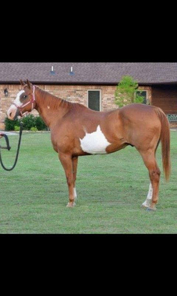 Drill Team Horse: What a father does for his daughter and horse.