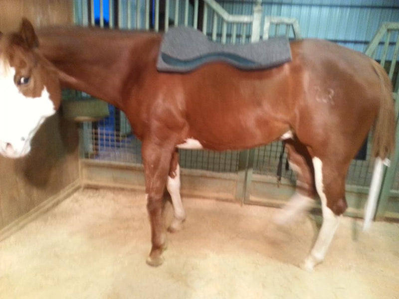 Thanks Dianne for you picture of your horse and our 3/4" Saddle Pad!