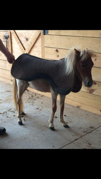 Sue Gray's Miniature horse